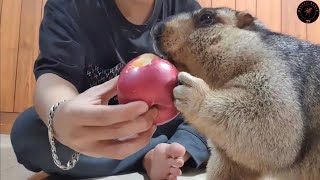 marmot eats a big apple [upl. by Inman28]