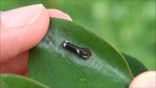 Spicebush swallowtail caterpillar hiding [upl. by Veron349]