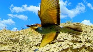 Щурка золотистая Merops apiaster  Film Studio Aves [upl. by Anigal]