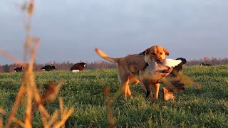 chasse à loutarde en octobre plein ciel de bernaches goose hunting 2023 [upl. by Verla695]