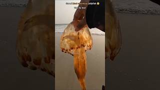 Savings from venomous jellyfish from😨 fish shorts Anshikalove8427 [upl. by Arbed]