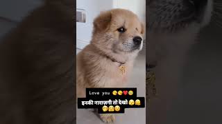 Love dog 🐕🐕🐶 song music love lovesong tamil doglover lovesongs cute musiclove [upl. by Yeblehs]