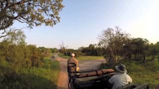 Safari in Sabi Sands Game Reserve [upl. by Lavinie111]