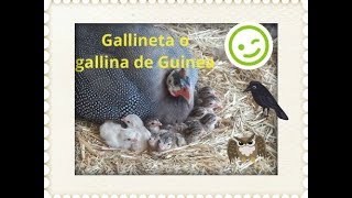 gallineta o gallina de guinea con polluelos [upl. by Ynottirb658]