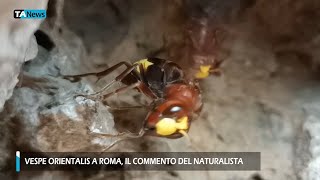 Vespe orientalis a Roma il naturalista quotBasta allarmismiquot [upl. by Euv583]