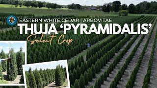 Select Crop Thuja Pyramidalis Pyramidal Eastern White Cedar or Pyramidal American Arborvitae [upl. by Enyawal]