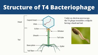 Structure of T4 Bacteriophage  Biology [upl. by Sophey]