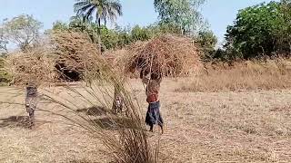 TECHNIQUE DE LA JACHÈRE AMÉLIORANTE AVEC LE CAS DE LA CULTURE DU POIS DANGOLE [upl. by Verge]