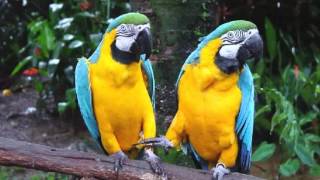 Guacamayo Azul y Amarillo Cantando Sonido para Llamar El Mejor [upl. by Paris687]