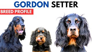 Gordon Setter Breed Profile History  Price  Traits  Gordon Setter Grooming Needs  Lifespan [upl. by Attelahs]