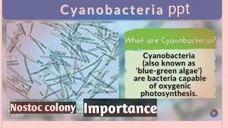 Cyanobacteria ppt  salient features and biological importance of cyanobacteria neet 2023 pyq neet [upl. by Idram686]