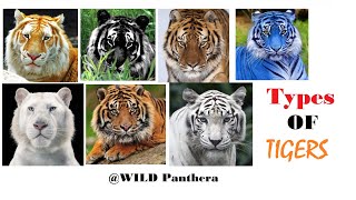 All Types Of Tiger  All Living SubSpecies Of Tigers [upl. by Berriman646]