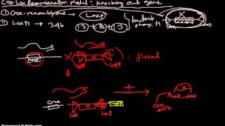 CreLox Recombination Systems [upl. by Narib]