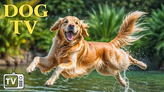 DOG TV Deeply Relaxing Videos with Calming Music for Dogs  Solutions to Help Dogs Relax Home Alone [upl. by Ojytteb705]