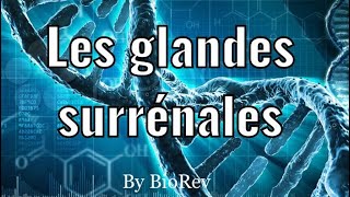 La physiologie des glandes surrénales [upl. by Roel46]