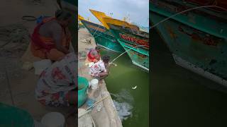 Mullet fishing in boat side water mulletfishing fishingvideos ng [upl. by Leahcimsemaj]