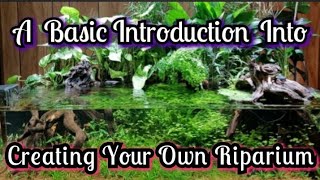 How to Make A Nano Riparium An Introduction to Emersed amp Submerged Plant Growth in Aquarium Scaping [upl. by Cavit104]