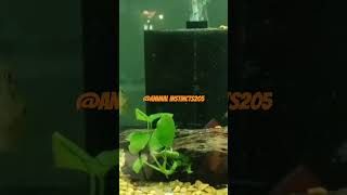 MY DOVII has ICHEPISTYLIS TREATMENT in PROCESS shortvideo fish disease treatment ytshorts yt [upl. by Bathsheeb]