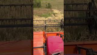 Combine harvestar  shorts shortsfeed youtubeshorts automobile harvester [upl. by Vitus]