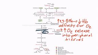 USMLE Step 1 Glycolysis [upl. by Borden52]