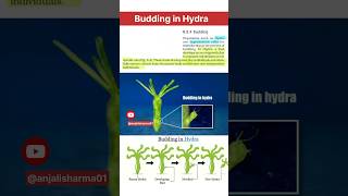 budding in hydra real 🔥 animated budding of hydra How do organisms reproduce ncert cbse viral [upl. by Hgielyk]