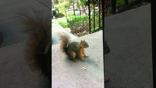 Louie My Squirrel Enjoying Some Nuts [upl. by Fonzie]