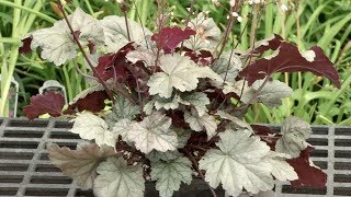 Prairie Yard amp Garden Can You Say Heuchera [upl. by Alysa]