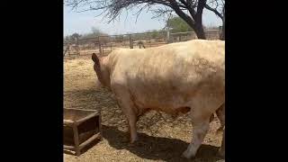 LIMPOPO BEEFMASTERS CLUB AUCTION – 2 NOVEMBER 2024 11H00 WARMBAD VEEMARK BELABELA [upl. by Michey]