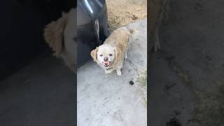 Neighborhood dog 🐕 from hell even after feeding it he always tries to bite me [upl. by Aioj]