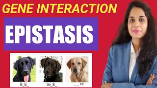 What is Epistasis Dominant vs Recessive [upl. by Riti]