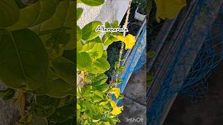 Allamanda plant care 🌼 अलामांडा प्लांट allamanda alamanda flowers floweringplants shorts [upl. by Acimak]