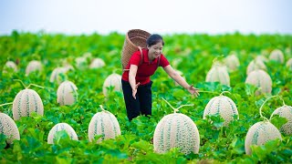 Harvest honeydew melon amp Goes To Market Sell  Harvesting And Cooking  Lý Song Ca [upl. by Silsby396]