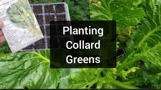 Lets Plant Collard Greens for FallWinter Harvest  Big Daddy Greasy Greens Collards Highlighted [upl. by Seessel]