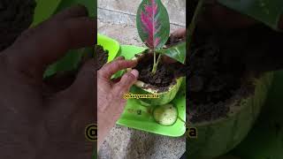 Tanam Bunga Aglonema pada buah semangka plants aglonemapedeaaan tanamanhias mediatanamaglaonema [upl. by Erdried]