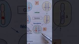 homozygote et heterozygote [upl. by Argus]