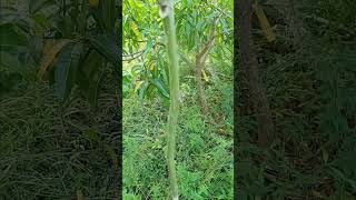 moringa grown from sticks [upl. by Esiled]