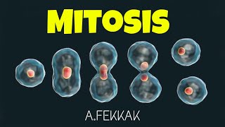 Mitosis 3D animation cell division  Mitose [upl. by Ecraep]