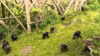 Student Resource  Chimpanzee behaviour for learning or teaching group scan sampling [upl. by Alexandria]