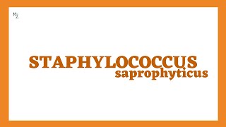 Staphylococcus saprophyticus microbiology [upl. by Siesser]