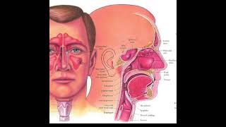 Atrophic Rhinitis Disease healthcare health disorder [upl. by Ahsoym]