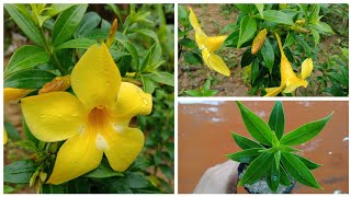 Allamanda flowers Care  How To Grow Allamanda Plant From Cuttings [upl. by Oniliuqnart]