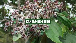 Caneladevelho Miconia albicans [upl. by Aryhs]