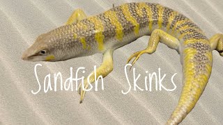 Species Spotlight Sandfish Skinks [upl. by Adnik]