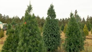 Northwoods Experience Has Drought in NW MN Affected Christmas Tree Growth  Lakeland News [upl. by Ettenirt]