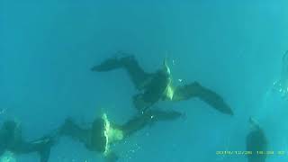 Black Browed Albatross Diving [upl. by Ayotna]