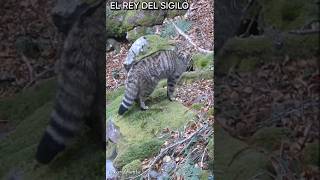 Gato Montés en Otoño asturiasparaisonatural [upl. by Selma]