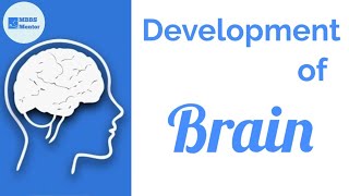 Development of the Brain  Neuroanatomy [upl. by Siroval971]