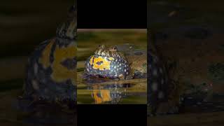 Sounds of European Fire Bellied Toad Bombina Bombina mating call shorts bombina mating [upl. by Hunley177]