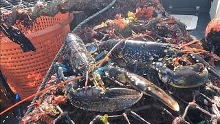 AMAZING CATCH  BIG LOBSTERS Hauling Crab and Lobster Pots After Big 10m Spring Tide [upl. by Jephthah]