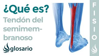 TENDÓN del SEMIMEMBRANOSO  Qué es ubicación función y tendinitis isquiotibial [upl. by Ruprecht746]